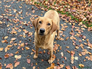 Springador dogs - Advert 14