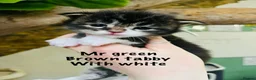 Maine Coon cats for sale: Stunning pedigree Maine coon kittens TICA - Advert 38