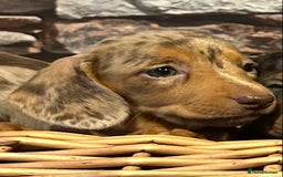 Miniature Dachshund dogs for sale: Stunning Miniature Smooth Dachshunds - Image 9