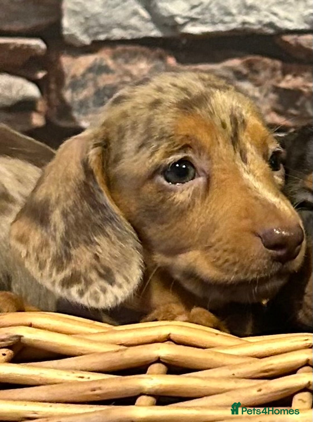 Miniature Dachshund dogs for sale: Stunning Miniature Smooth Dachshunds - Image 9
