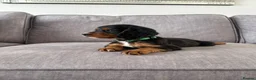 Cocker Spaniel dogs for sale: Beautiful tri coloured cocker spaniel pups   - Advert 31