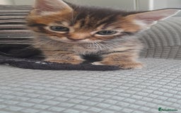 Mixed Breed cats for sale: Kittens  - Image 12