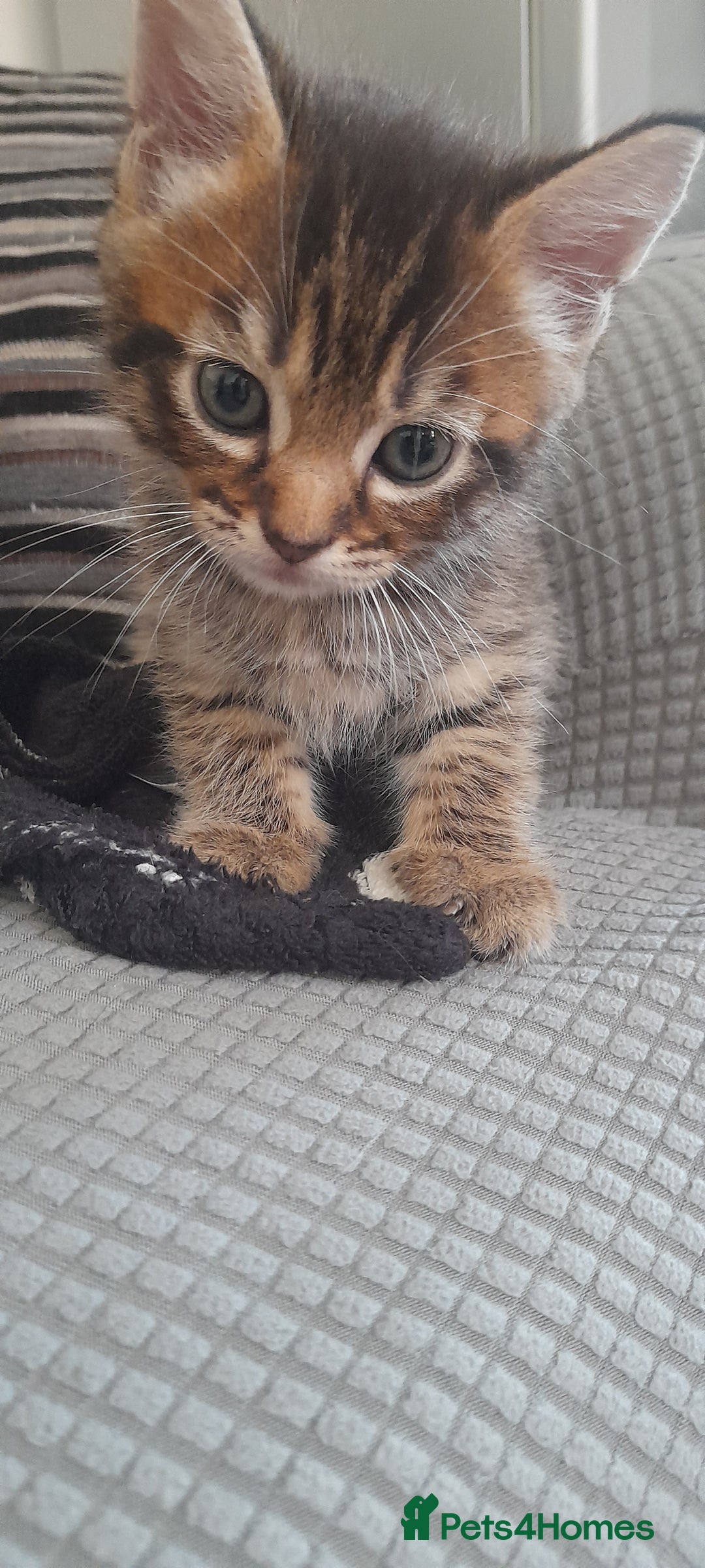 Mixed Breed cats for sale: Kittens  - Image 12