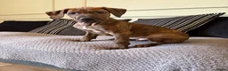 Mixed Breed dogs for sale: 🐾 Rhodesian Ridgeback x Bull Lurcher Puppies 🐾 - Advert 17