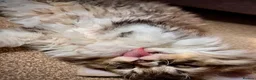 Selkirk Rex cats for sale: Beautiful Selkirk rex kitten  - Advert 3