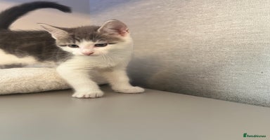 Mixed Breed cats - Advert 4