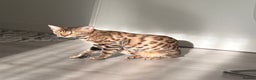 Bengal cats for sale: Bengal female  - Advert 9