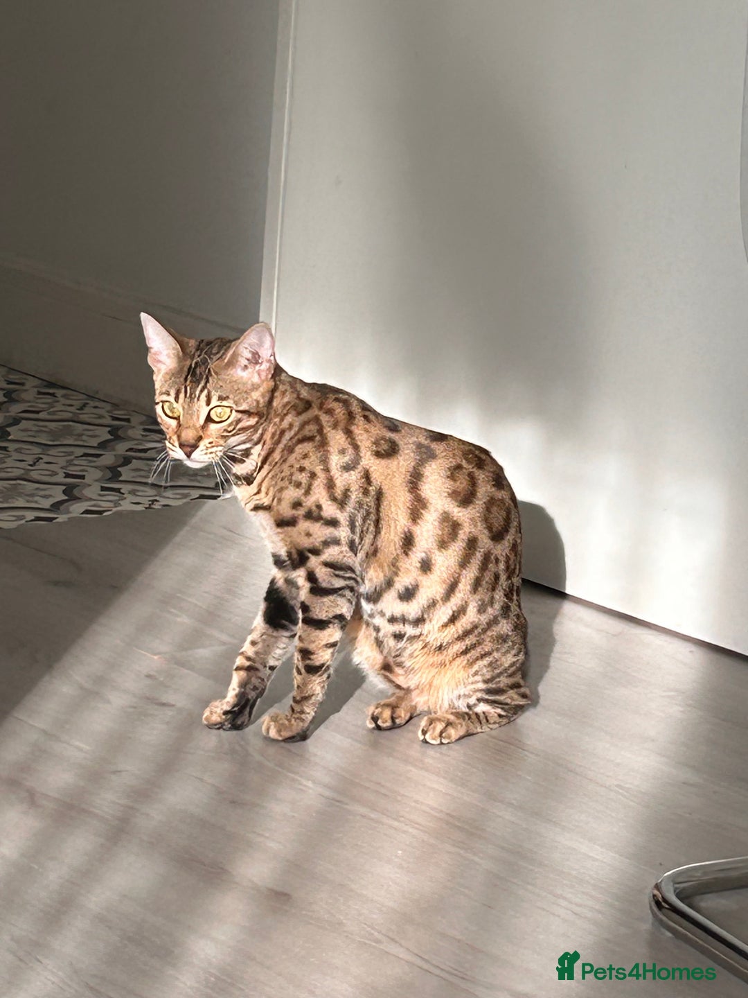 Bengal cats for sale: Bengal female  - Advert 9