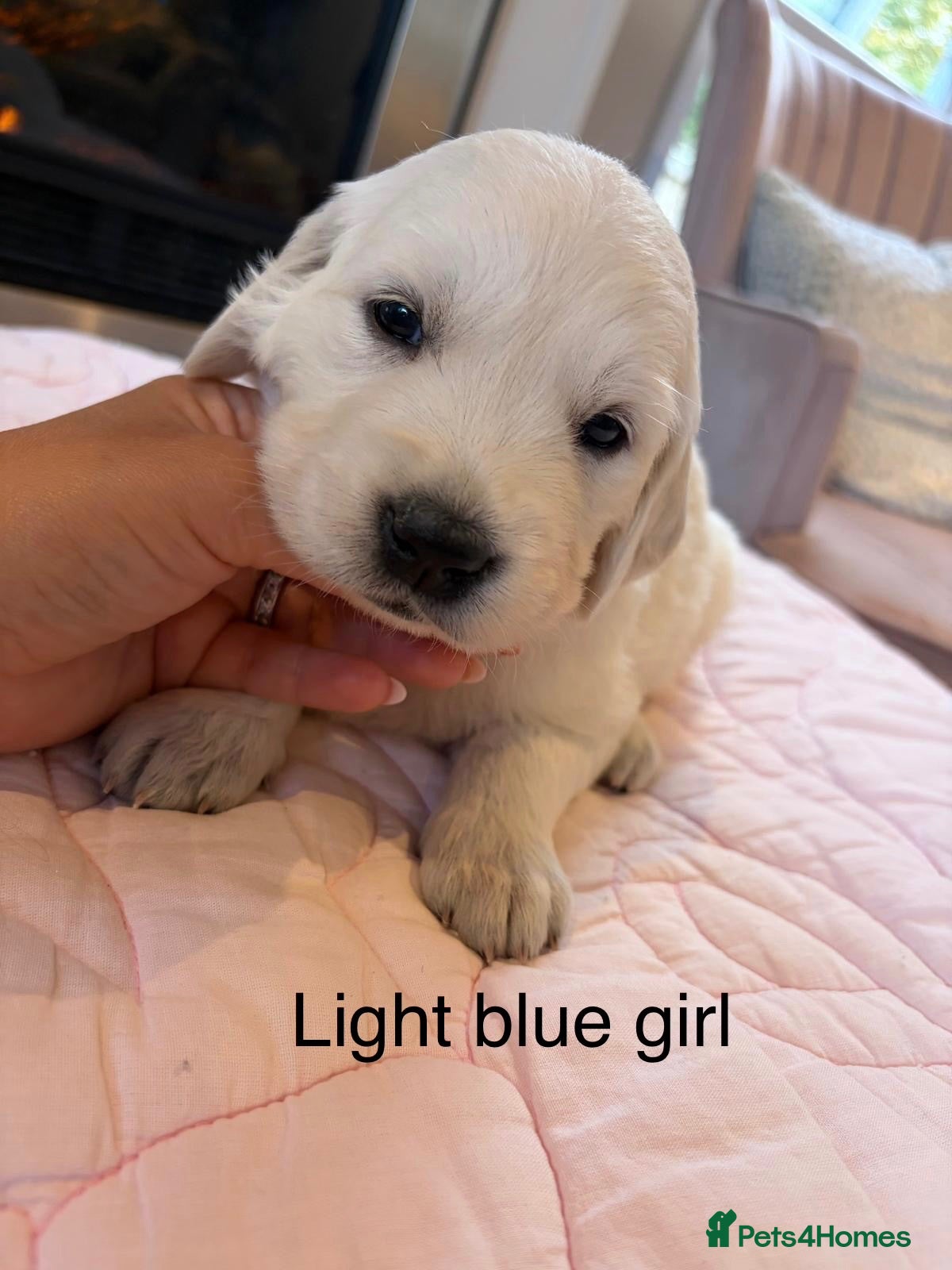 Golden Retriever dogs     Stunning KC Registered Golden Retriever Pups - Advert 2