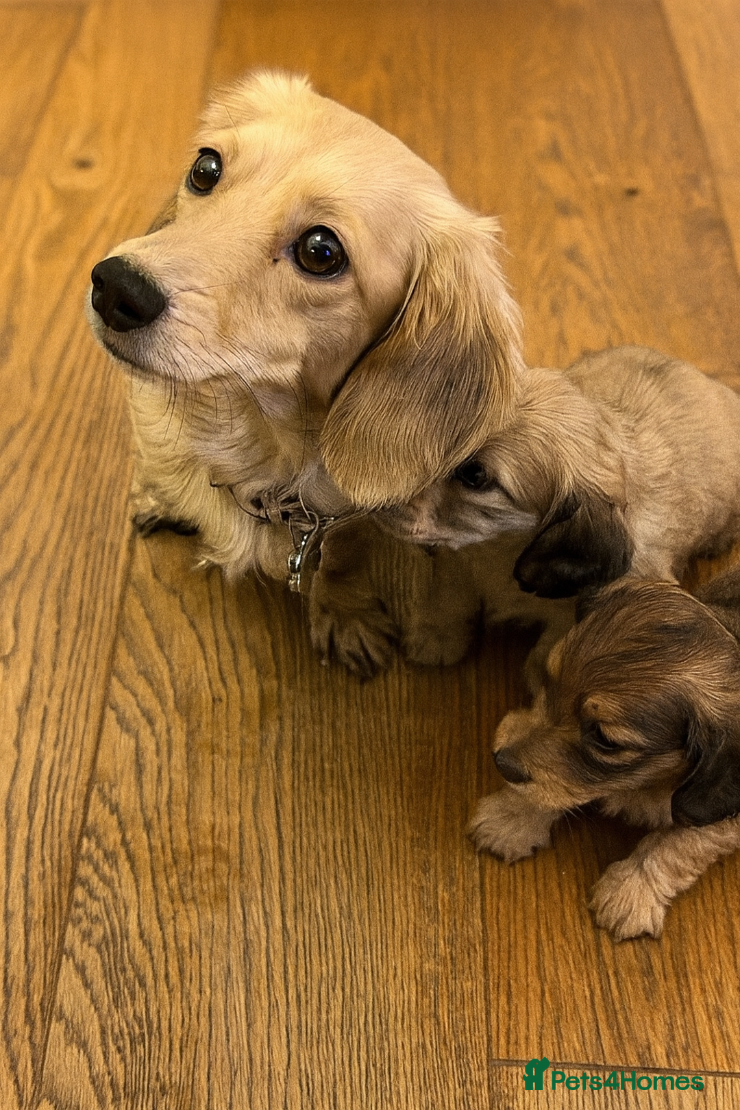 Miniature Dachshund dogs for sale: Long haired miniature shaded cream dachshund  - Advert 7