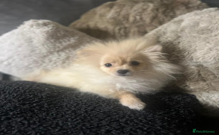 Pomeranian dogs - Advert 15