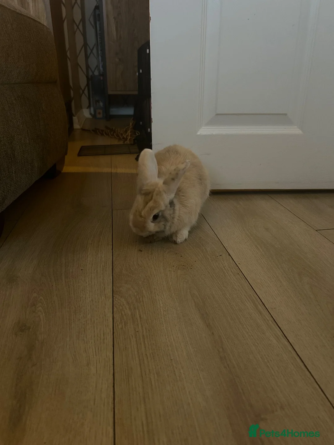 Mixed Breed rabbits for sale: Rabbit for sale  in Oldbury - Advert 1