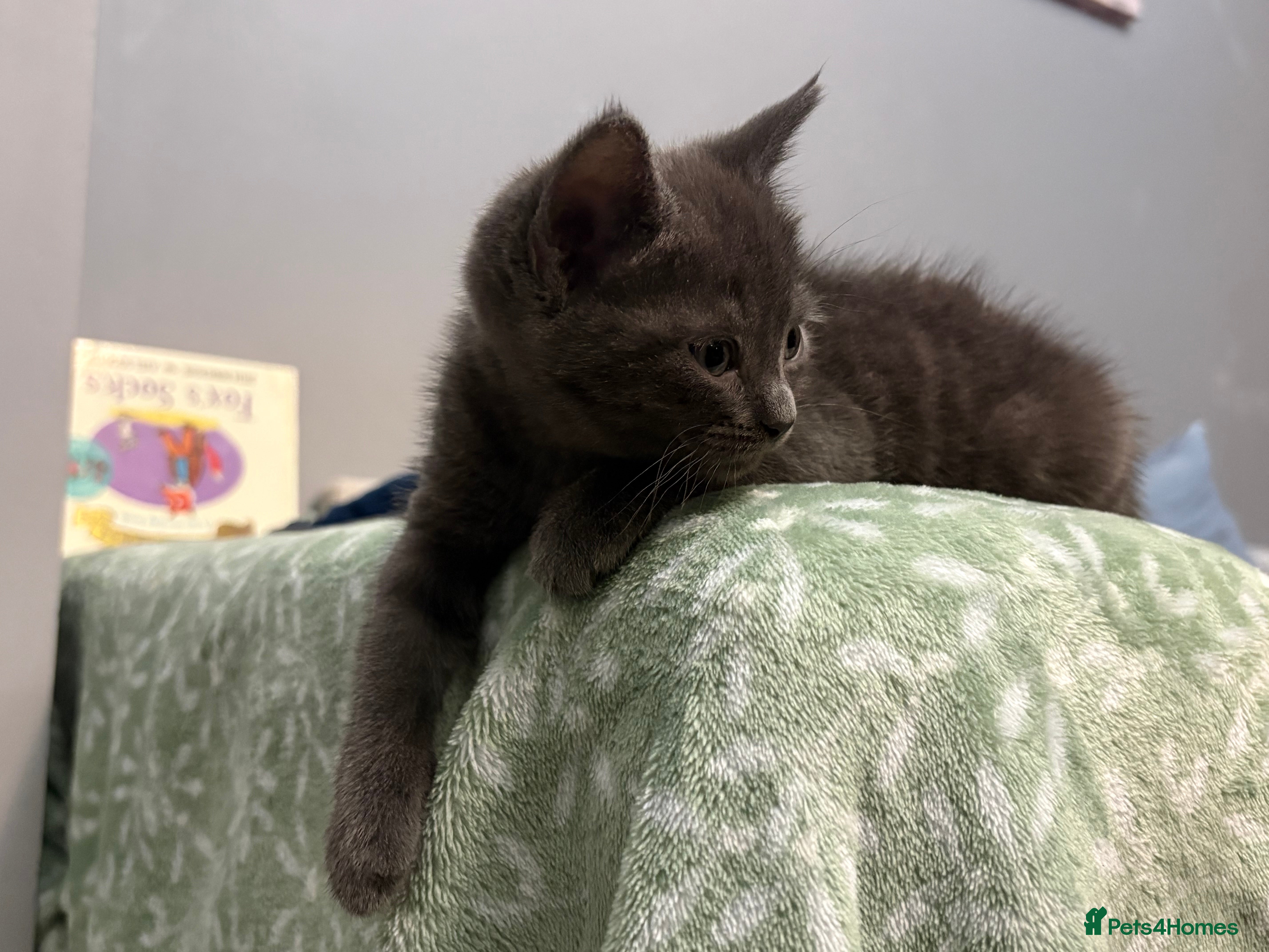 Mixed Breed cats Grey, Playful Kittens - Ragdoll Grandmother - Advert 2