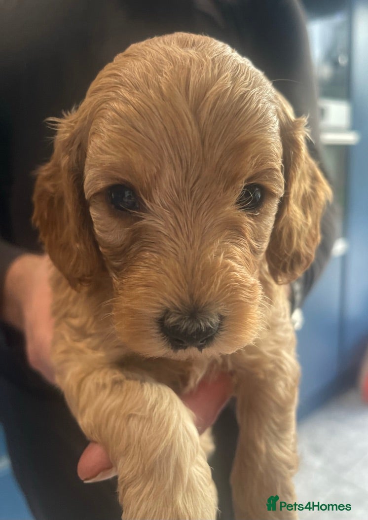 Cockapoo dogs Beautiful Cockapoo puppies in Kent, near London - Advert 1