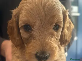 Cockapoo dogs Beautiful Cockapoo puppies in Kent, near London - Advert 9