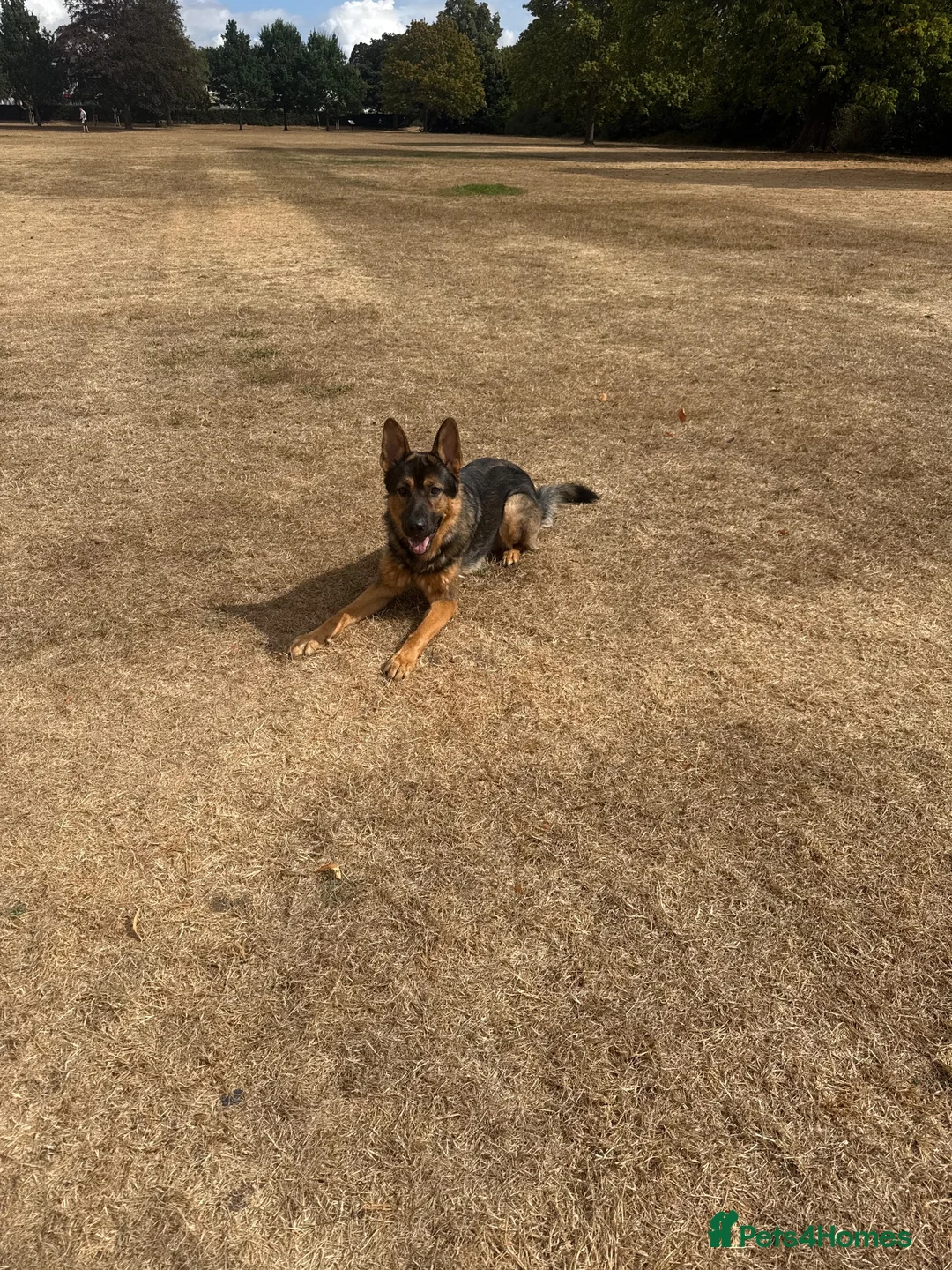 German Shepherd dogs for sale: German Shepard for Rehome in Chelmsford - Advert 1