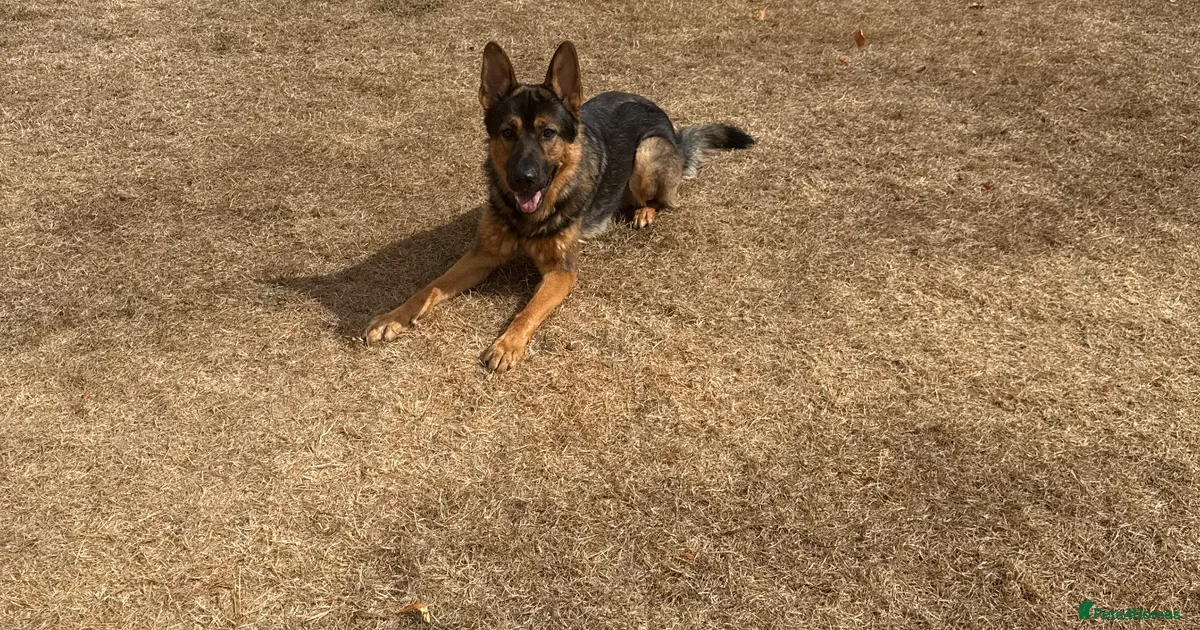 English crate German Shepherd Puppies for sale | Pets4Homes