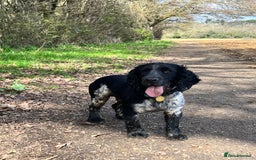 Cocker Spaniel dogs for sale: Loving Cocker Spaniel looking for adult only home  - Image 2