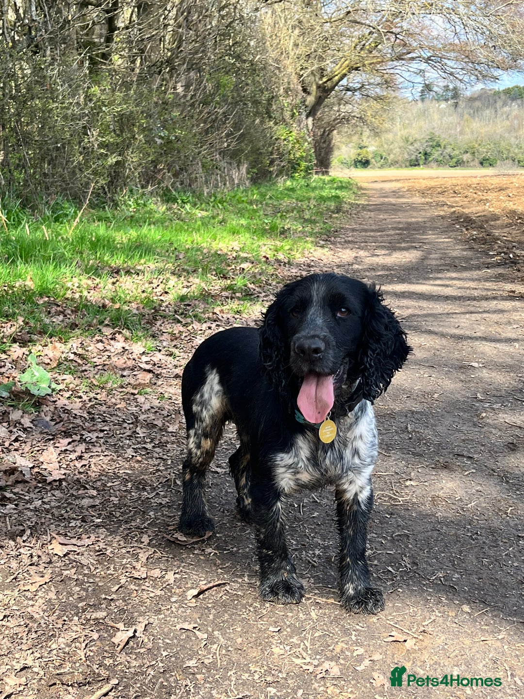 Cocker Spaniel dogs for sale: Loving Cocker Spaniel looking for adult only home  - Image 2