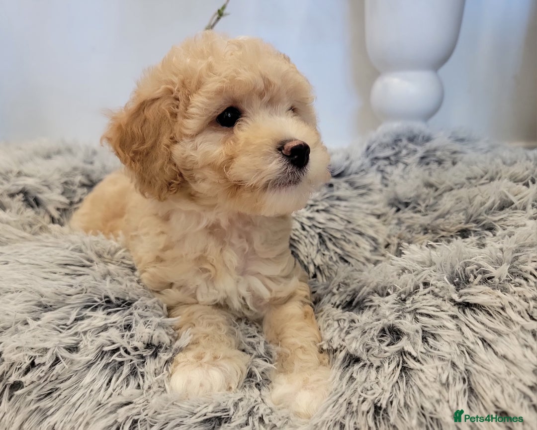 Maltipoo dogs for sale: F1b Maltipoo (Ready to leave now)   - Image 10