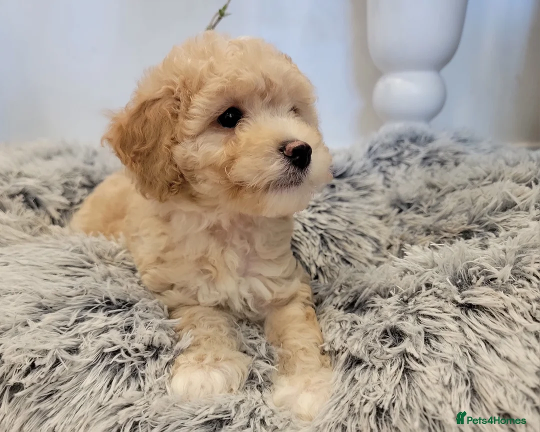 Maltipoo dogs for sale: F1b Maltipoo.   Ready to leave now  - Advert 13