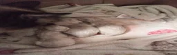 Ragdoll cats for sale: 😸😸😸Pure Ragdoll kittens 😸😸😸 - Advert 5