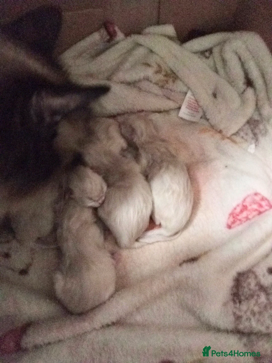 Ragdoll cats for sale: 😸😸😸Pure Ragdoll kittens 😸😸😸 - Advert 5