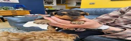 Airedale Terrier dogs for sale: KC REG AIREDALE TERRIERS  - Advert 5