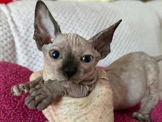 Sphynx cats sphynx kittens/bambino Ready Now ! - Advert 2