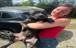 Mixed Breed dogs for adoption: Jack - Norwich Norfolk  - Image 11
