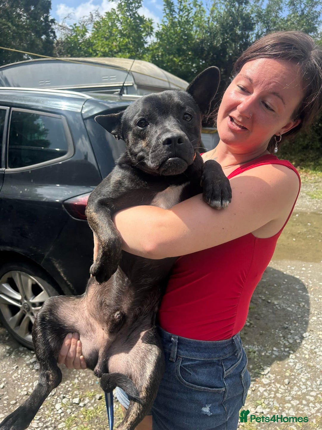 Mixed Breed dogs for adoption: Jack - Norwich Norfolk  - Image 11