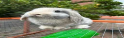 Mini Lop rabbits for sale: Mini lop boy and girl for rehoming  in Stoke-on-Trent - Advert 3