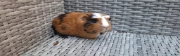 Guinea Pig rodents for sale: Two baby male guinea pigs - Advert 3