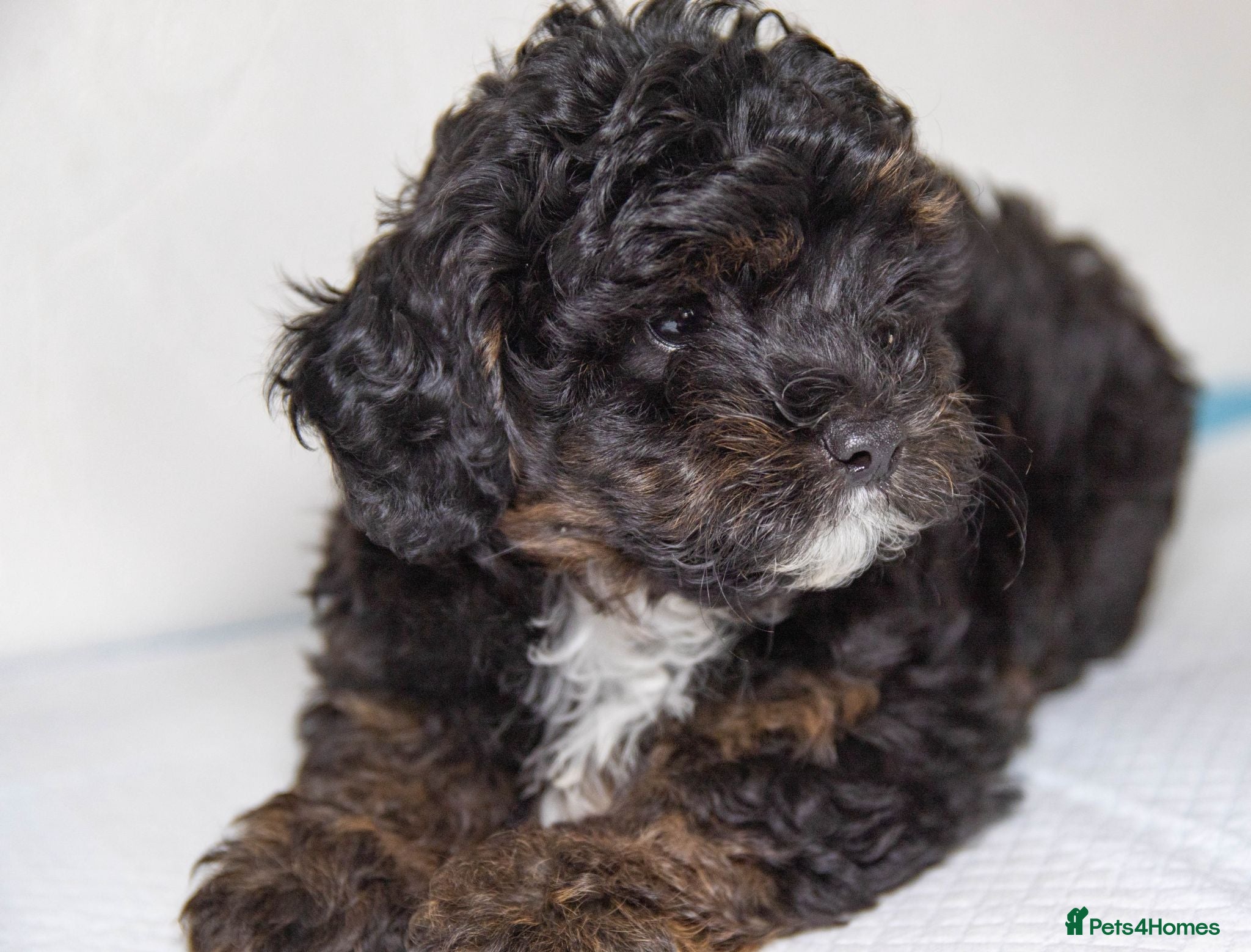 Havapoo dogs 3 Havapoo. 5 star breeder. - Advert 1
