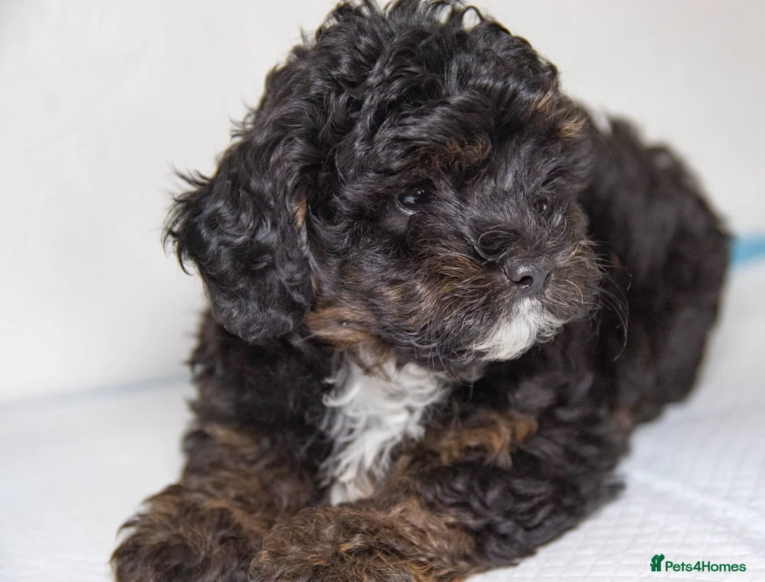Havapoo dogs for sale: 3 Havapoo. 5 star breeder. - Advert 1