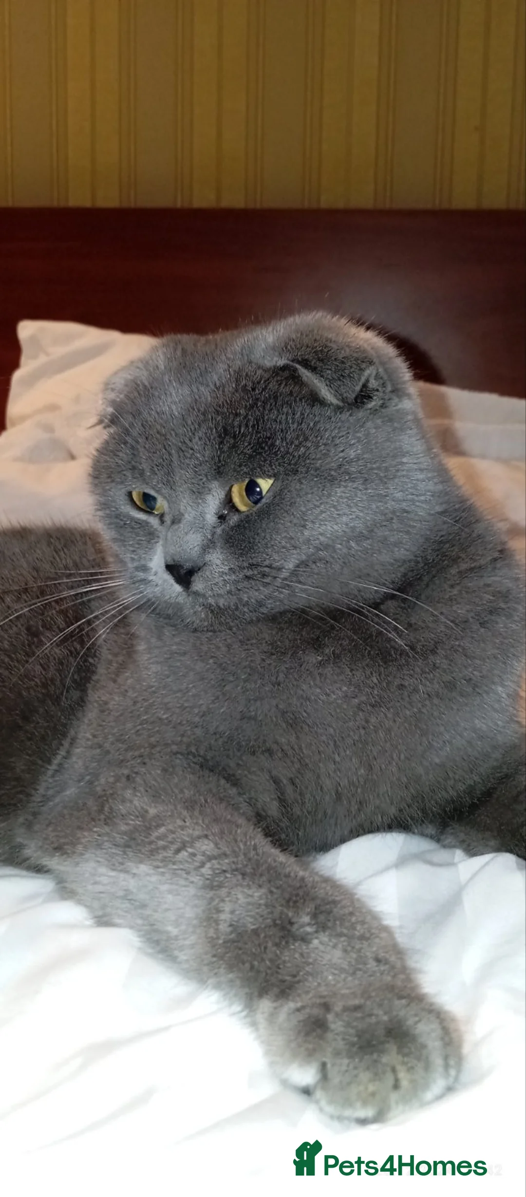 British Shorthair cats for stud: British shorthair  in Nottingham - Advert 5