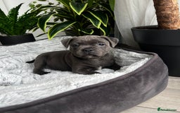Staffordshire Bull Terrier dogs for sale: 🔷 Pharaon Champion Line Pups 🔷 in Wolverhampton - Image 13