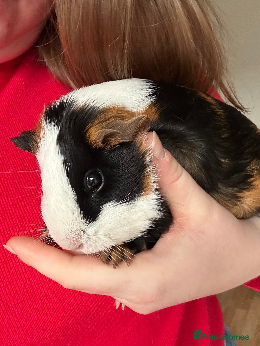 Guinea Pig rodents for sale: Guinea pigs and cage - Advert 4