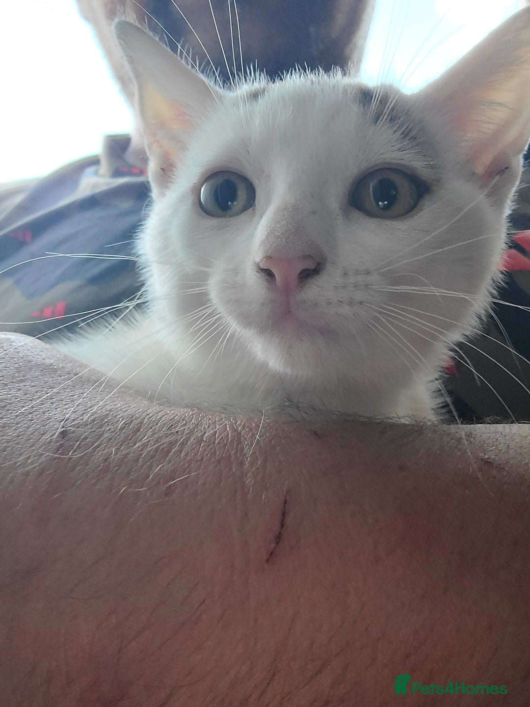 Mixed Breed cats for sale: Adorable male kittens  - Image 2