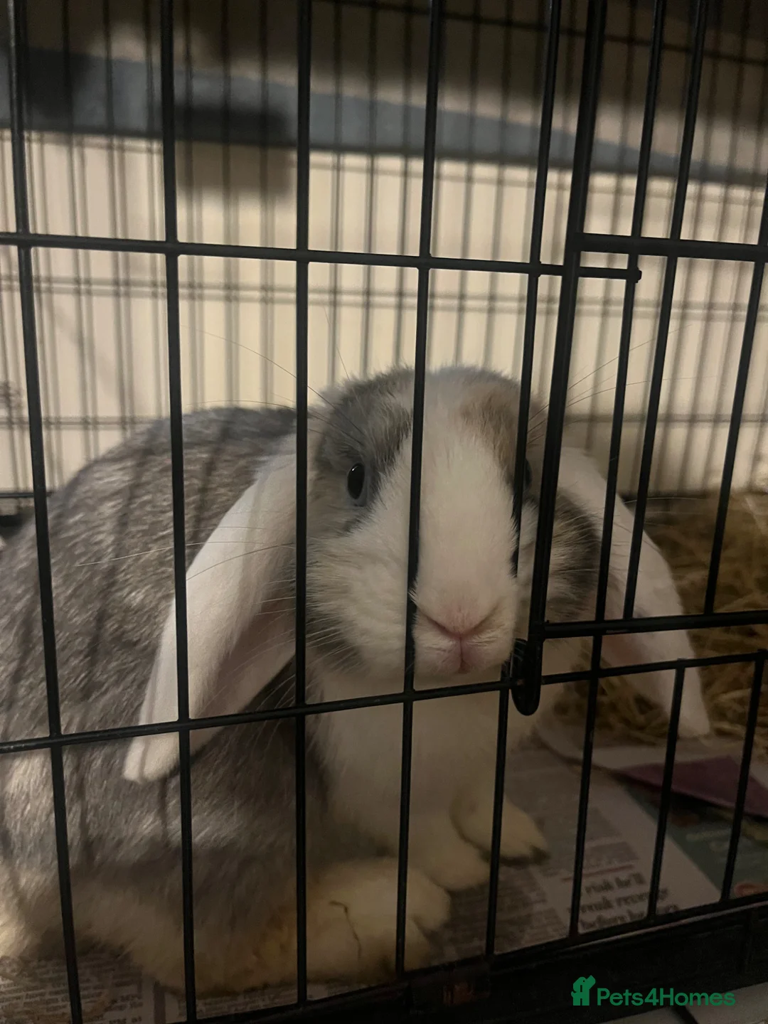 Mixed Breed rabbits for sale: Lovely friendly house rabbit  in Woodstock - Advert 2