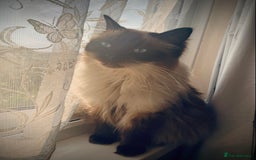 Ragdoll cats for sale: 🐾GCCF pedigree boy - Image 5