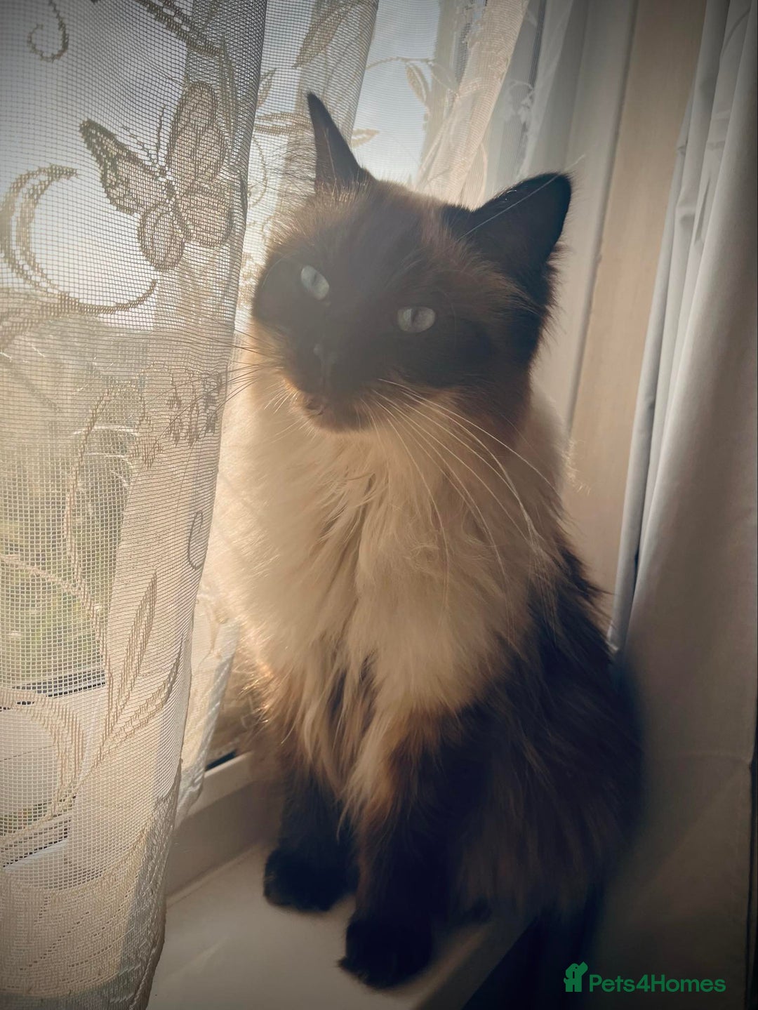 Ragdoll cats for sale: 🐾GCCF pedigree boy - Image 5