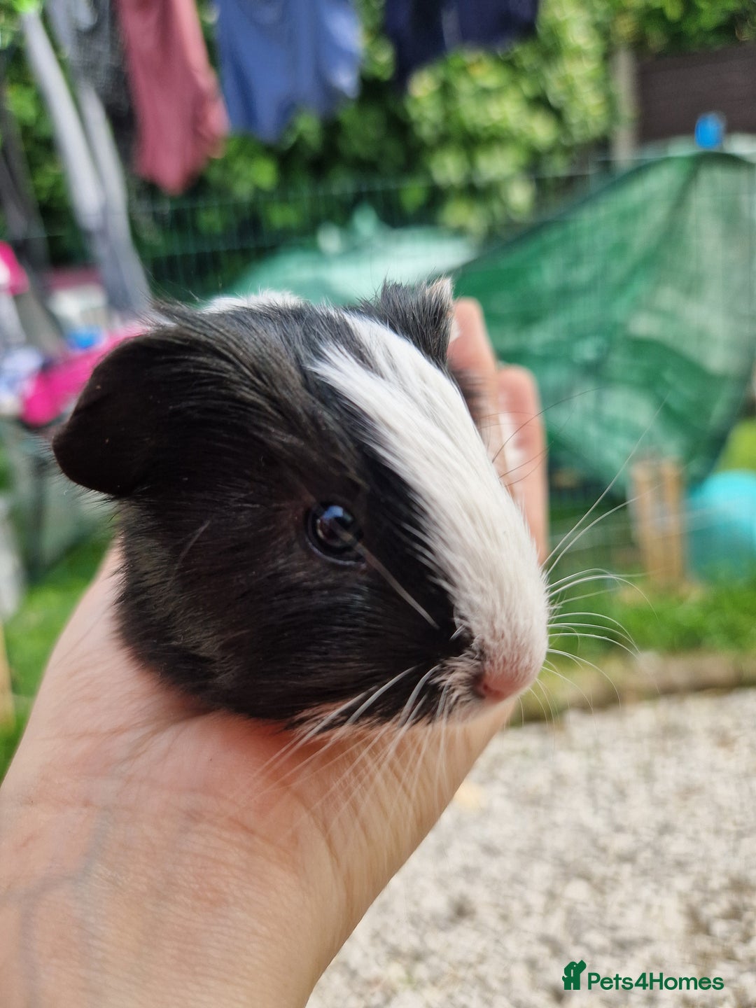 Guinea Pig rodents for sale: 2 beautiful babies arrive reserve Now  in Darwen - Image 27