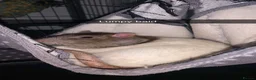 Rat rodents for sale: 4 rats with cage  in Shrewsbury - Advert 3