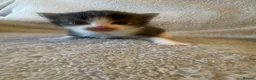 Mixed Breed cats for sale: Maine Coon X kittens for sale! in Basingstoke - Advert 16