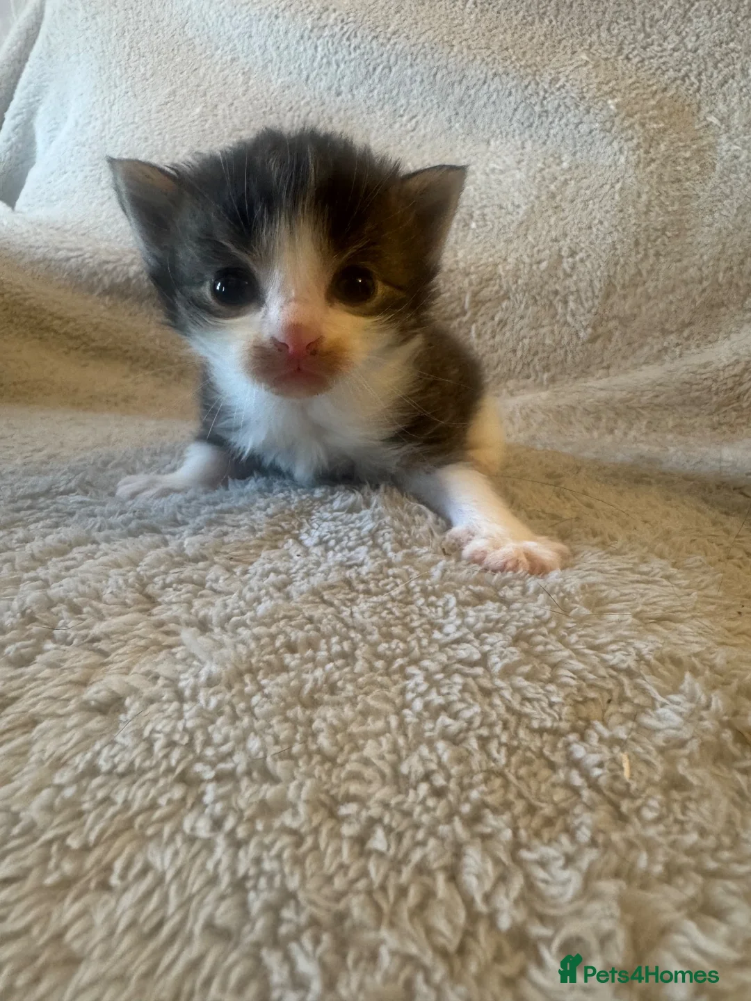 Mixed Breed cats for sale: Maine Coon X kittens for sale! in Basingstoke - Advert 16