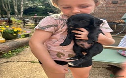 Sprocker dogs for sale: Sprocker Spaniel Puppies - Image 8