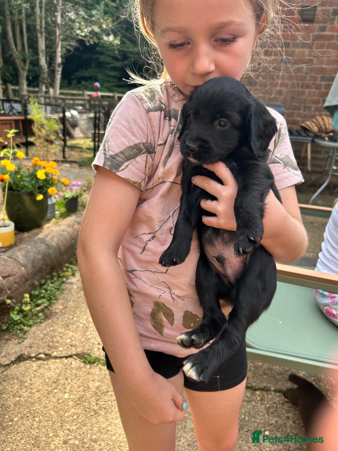 Sprocker dogs for sale: Sprocker Spaniel Puppies - Image 8