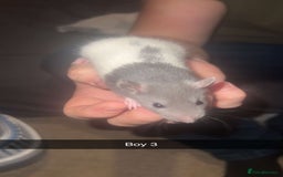 Rat rodents for sale: Rat pups - Image 5