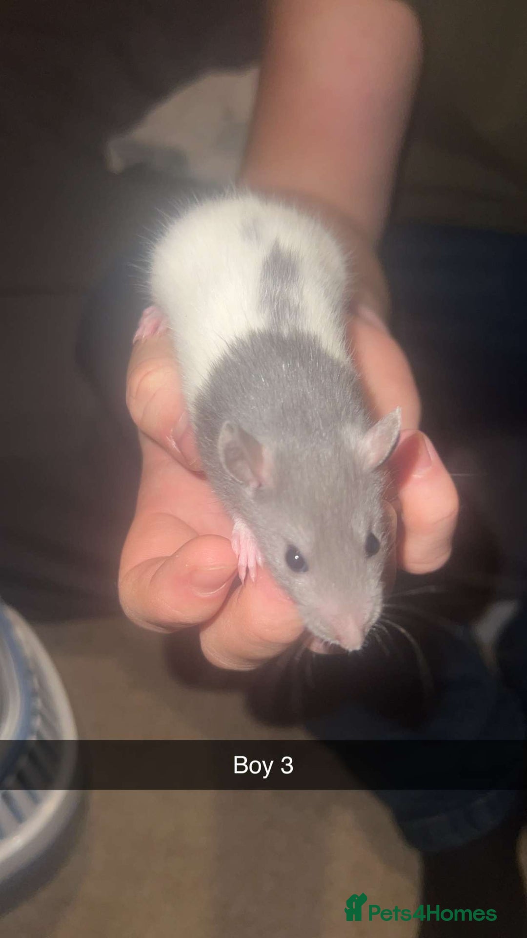 Rat rodents for sale: Rat pups - Image 5